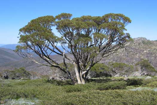 Single tree in herb field