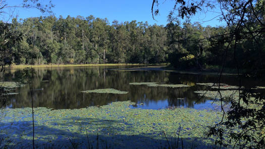 Water lillies on a lake surrounded by trees