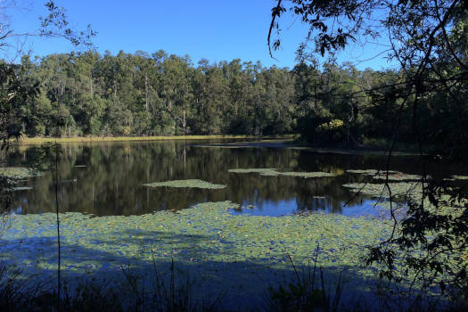 Water lillies on a lake surrounded by trees