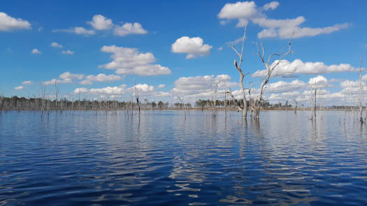 dead trees in the water