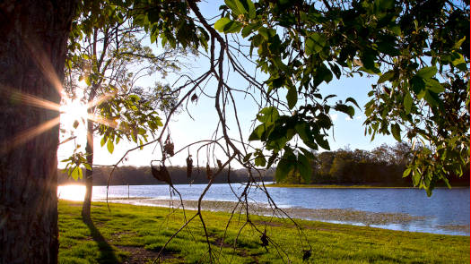 Lake shoreline through trees