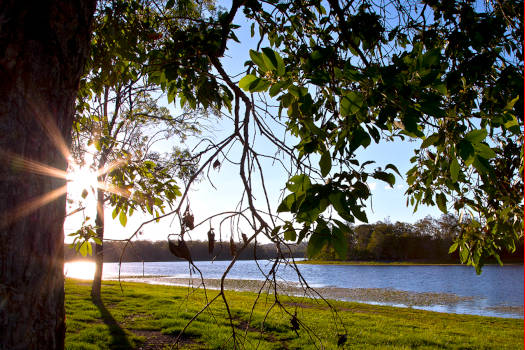 Lake shoreline through trees