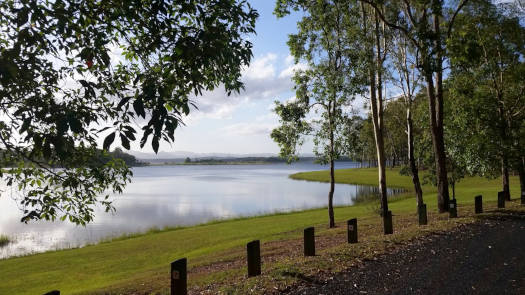 Lake shoreline through trees