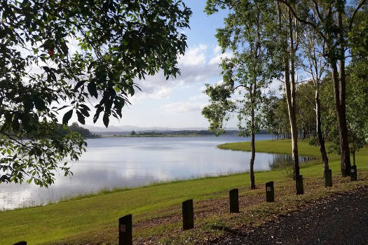 Lake shoreline through trees