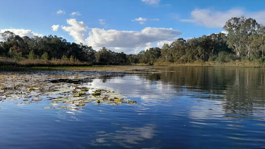 water lilies