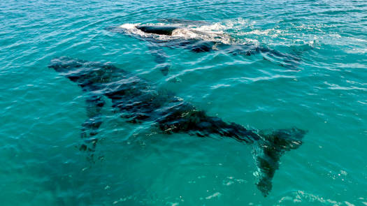 Looking down at two whales