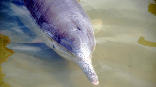 Close-up of a dolphin