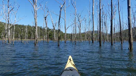 Dead trees in lake