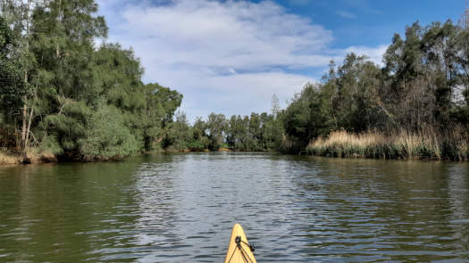 river lined by trees