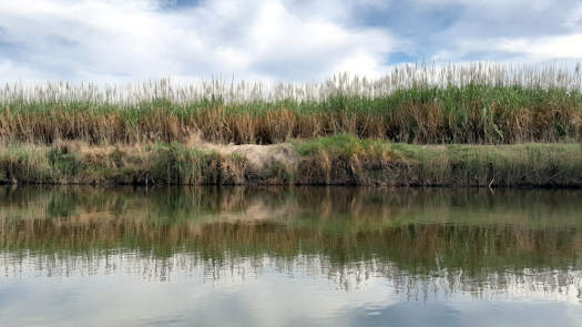 Sugar cane growing beside a waterway