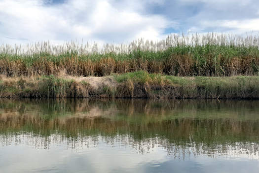 Sugar cane growing beside a waterway