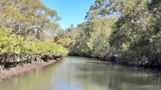 river lined by mangroves