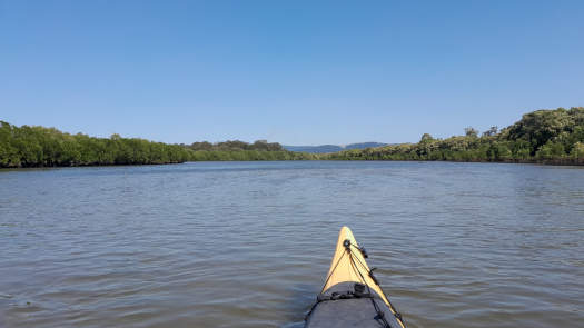 river lined by mangroves