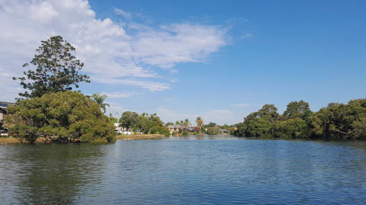 Mangrove and houses along creek