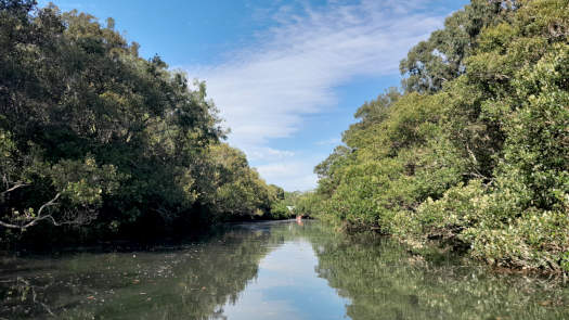 creek lined by mangroves