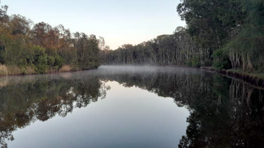 river lined by trees