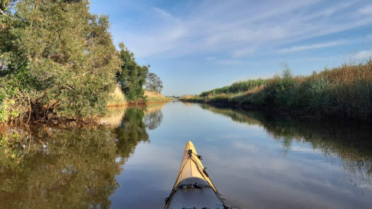 river lined by grasses