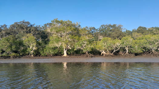 Mangroves