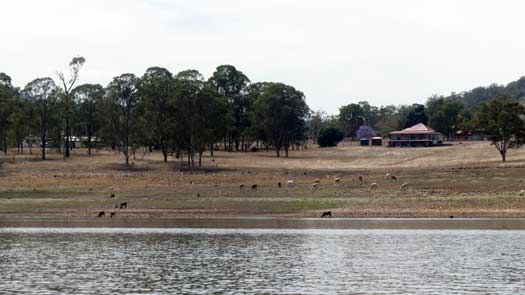 Cattle in a paddock beside the lake