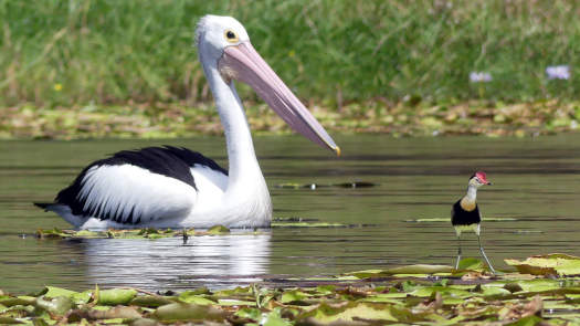 Large and small bird hanging out