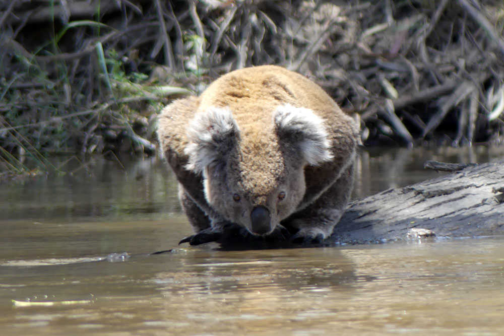 Mammals along Murray River | ETA Unknown