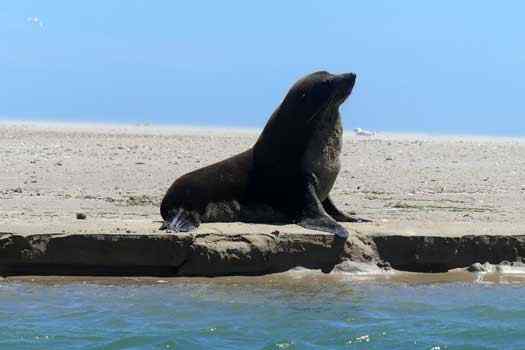 New Zealand Fur Seal