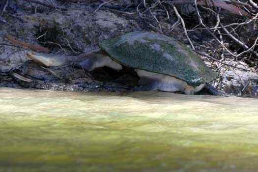 Turtle lying on the river bank