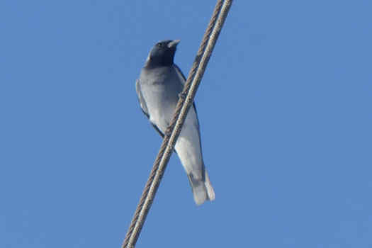 Bird on rope