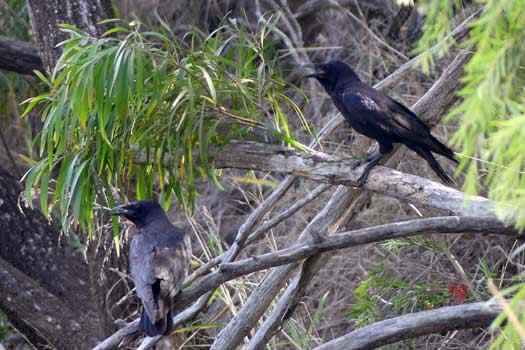 two crows on a tree