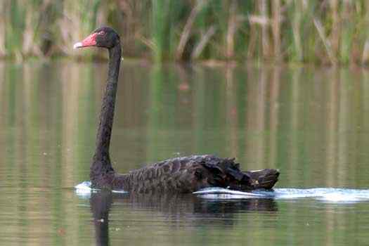 Black Swan on water