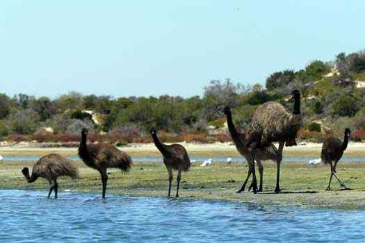 Emu chicks and one of their parents by the water