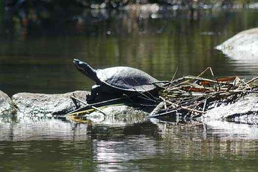 Turtle on rock