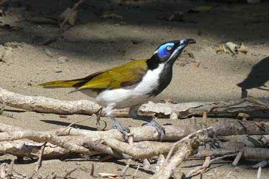 Bird chasing insects on the sand