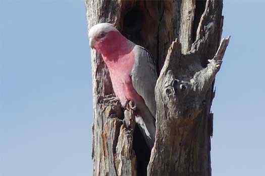 Medium sized parrot with pink body and grey wings sitting on a dead tree
