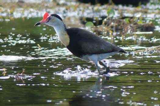 Bird feeding from the water