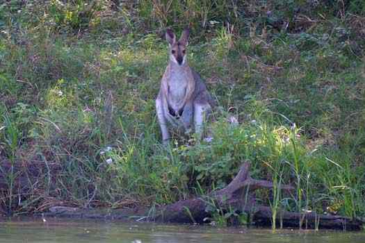 Wallaby beside a river