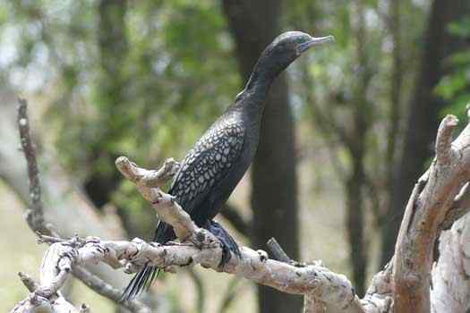 Bird in a tree