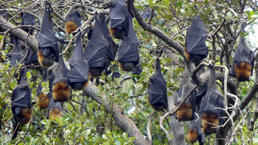 Bats in trees