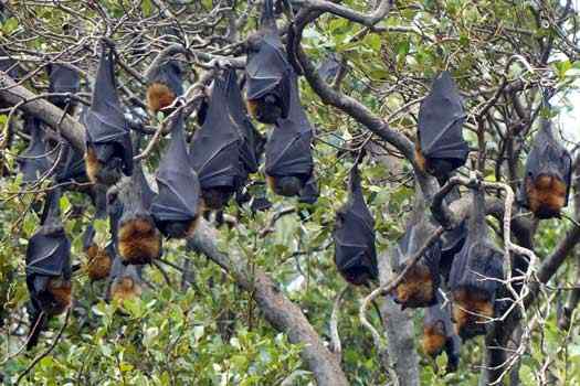Bats in trees