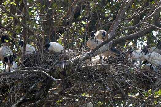 Many birds on a nest in a tree